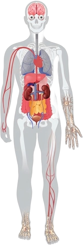 Anatomical body diagram
